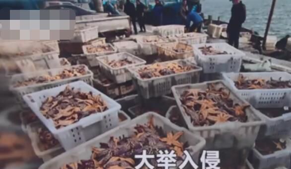 青岛海星泛滥预计经济损失1亿 目前已捕杀约45万斤