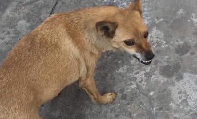 hafuhafu是什么意思 hafuhafu梗的含义