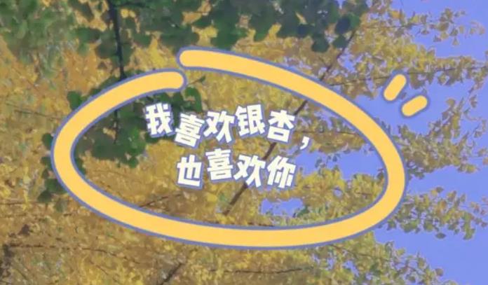 你喜欢银杏吗是什么梗 你喜欢银杏吗梗意思介绍