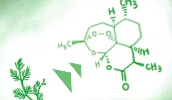 疗疟疾的良药青蒿素是从哪种植物中提取出来(青蒿素从哪种植物提取答案)