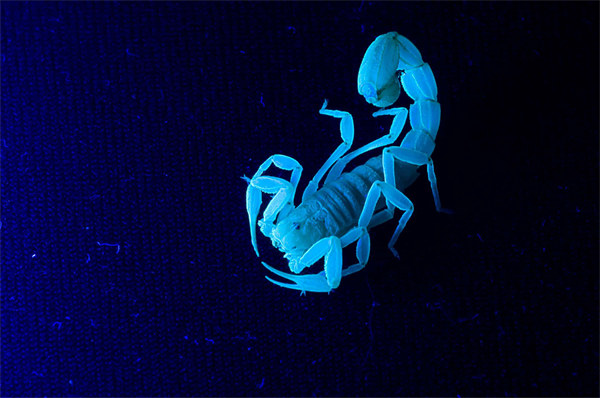 天蝎男想结婚 Secretive Scorpio Seeks Marriage