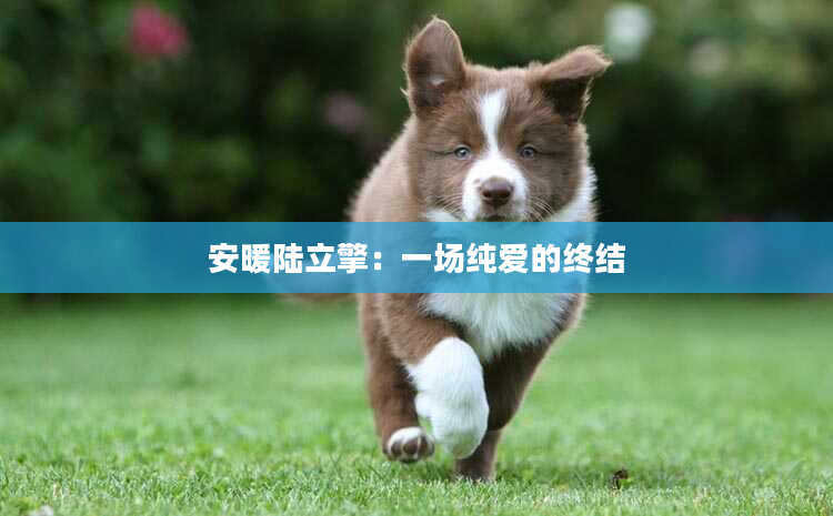 安暖陆立擎：一场纯爱的终结