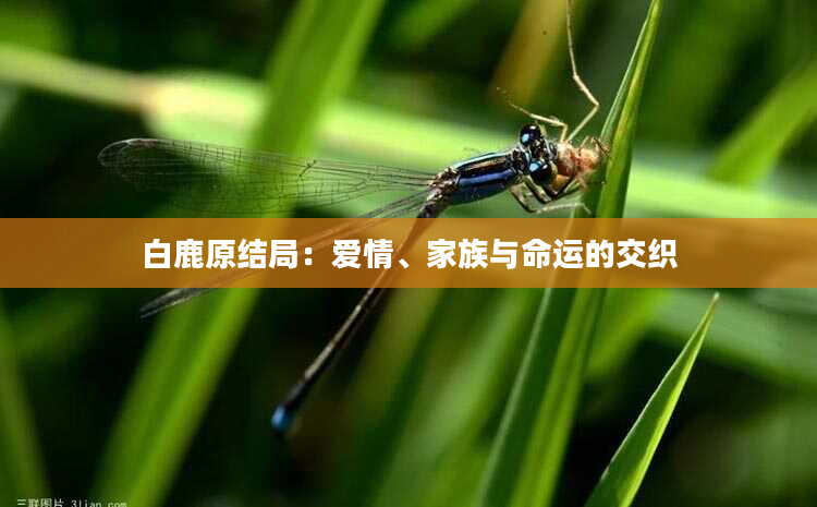 白鹿原结局：爱情、家族与命运的交织