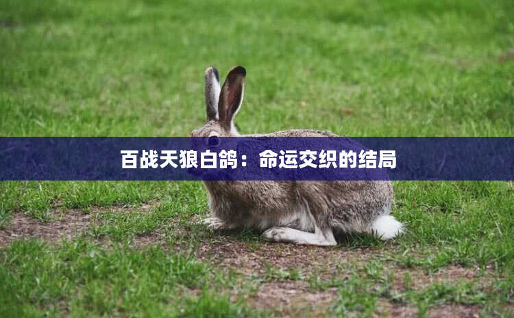 百战天狼白鸽：命运交织的结局