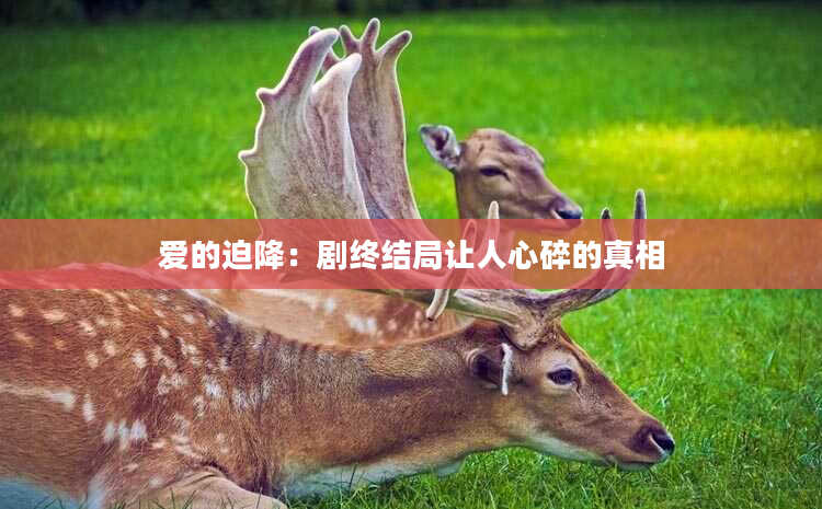 爱的迫降：剧终结局让人心碎的真相