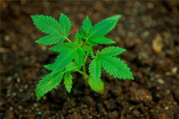 命格数是26的深度解析：命运与人生的奥秘