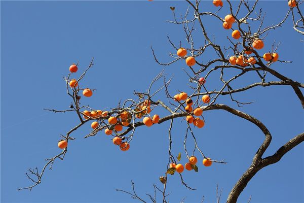 命运的交响曲：生命中的救赎与探索