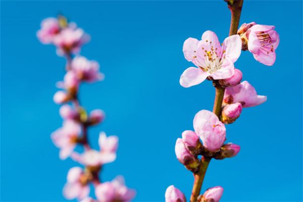 命理中的禄字：探讨其带来的能力与影响