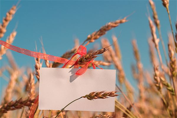 金旺命局的深度剖析与人生启示
