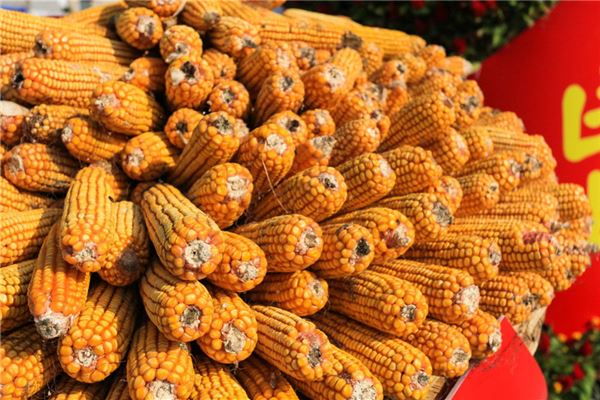 明年牛年：解读牛年的命运与性格特征