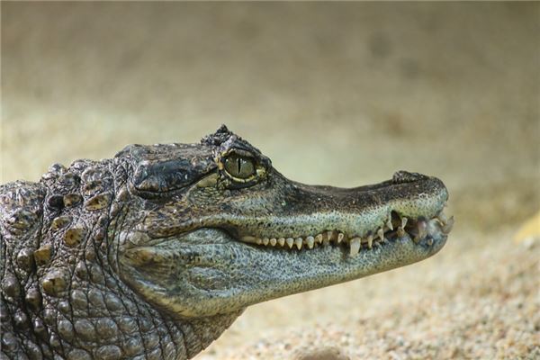 命理属羊的人是什么命？探秘生肖羊的命理特征与运势