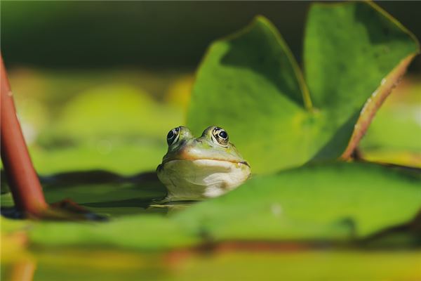夹贵格的奥秘与命理探讨